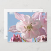 Briefkaart Roze Columbine Flowers (Voorkant / Achterkant)