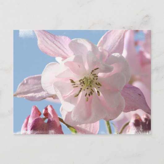 Briefkaart Roze Columbine Flowers (Voorkant)