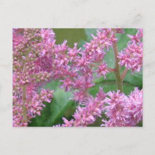 Briefkaart Roze gedistilleerde bloemen