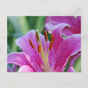 Briefkaart Roze Lilies