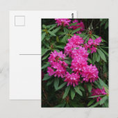 Briefkaart Roze Rhododendron Flowers (Voorkant / Achterkant)