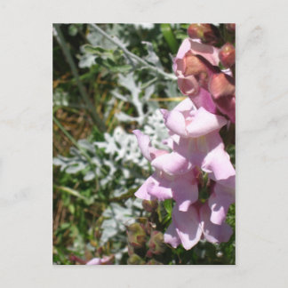 Briefkaart Roze Snapdragons