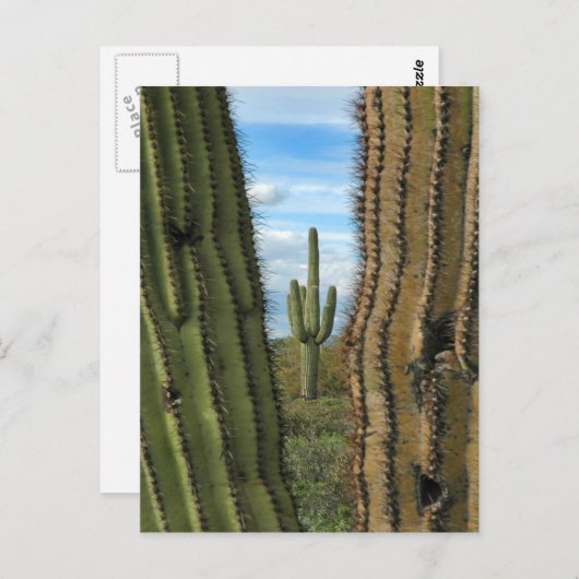 Briefkaart Saguaro Cactus (Voorkant / Achterkant)