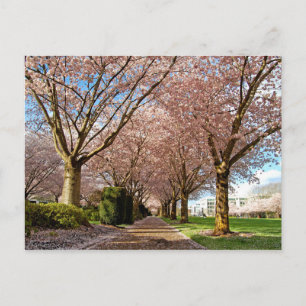 Briefkaart Salem Cherry Blossom & Squirrel Oregon