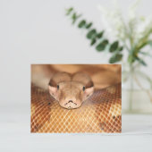 Briefkaart Salmon Boa (Staand voorkant)