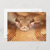 Briefkaart Salmon Boa (Voorkant / Achterkant)