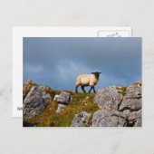 Briefkaart schapen (Voorkant / Achterkant)