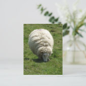 Briefkaart schapen (Staand voorkant)