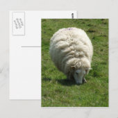 Briefkaart schapen (Voorkant / Achterkant)