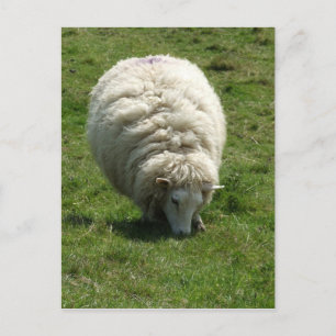 Briefkaart schapen