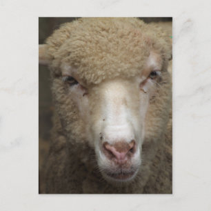 Briefkaart schapen