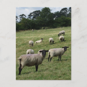 Briefkaart schapen