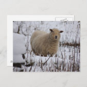 Briefkaart schapen (Voorkant / Achterkant)