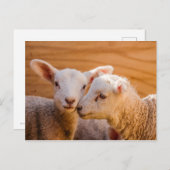 Briefkaart schapen (Voorkant / Achterkant)