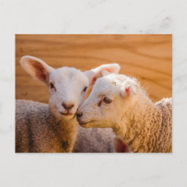 Briefkaart schapen