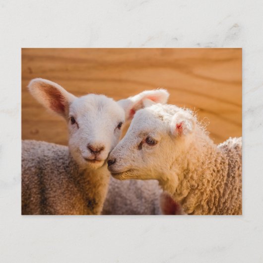 Briefkaart schapen (Voorkant)