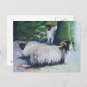 Briefkaart schapenhouders (Voorkant / Achterkant)