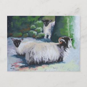 Briefkaart schapenhouders