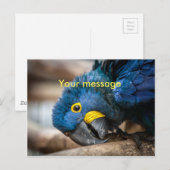 Briefkaart schatblauwe Hyacinthe Macaw parrot (Voorkant / Achterkant)