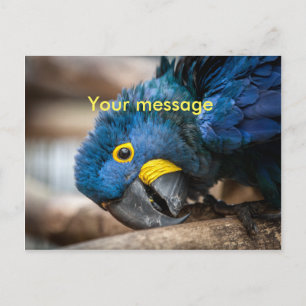 Briefkaart schatblauwe Hyacinthe Macaw parrot