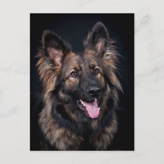Briefkaart schattig Duits Shepherd Dog Alsatian (Voorkant)