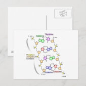 Briefkaart Schema van de chemische structuur van D (Voorkant / Achterkant)