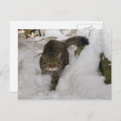 Briefkaart - Schotse wilde kat (Voorkant / Achterkant)