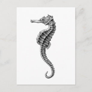 briefkaart "SEAHORSE"