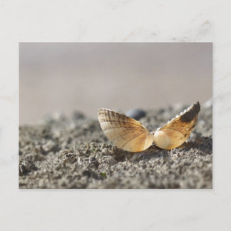 Briefkaart Seashell