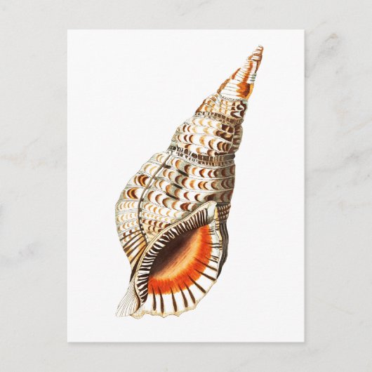 briefkaart "SEATRUMPET" (Voorkant)