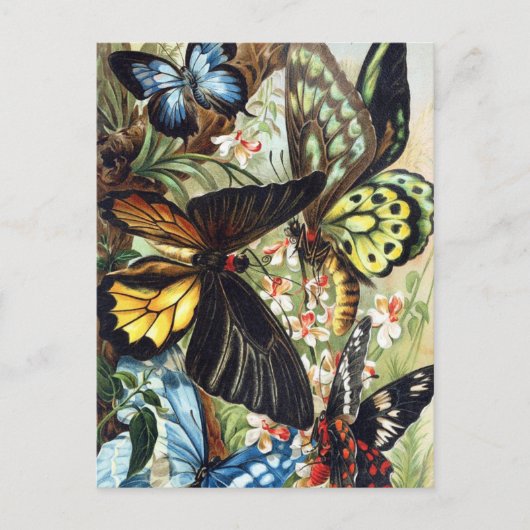 Briefkaart sectie illustratie (Voorkant)