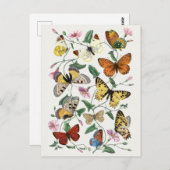 Briefkaart sectie illustratie (Voorkant / Achterkant)