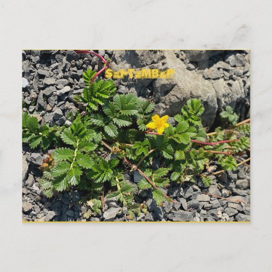 Briefkaart SEPTEMBER (Voorkant)