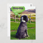 Briefkaart Sheep Ahoy (Voorkant / Achterkant)