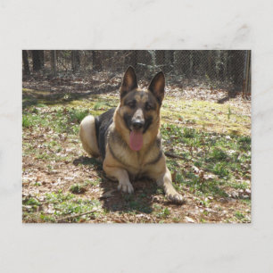 Briefkaart Shepherd Dog
