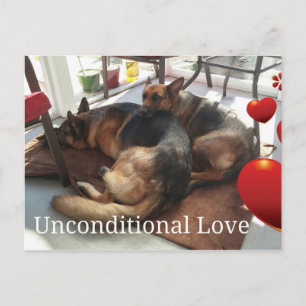 Briefkaart Shepherd Dog