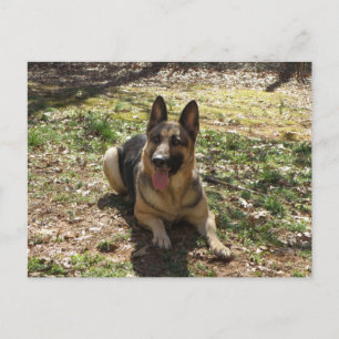 Briefkaart Shepherd Dog
