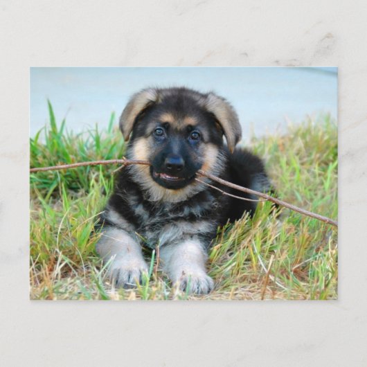 Briefkaart Shepherd Puppy (Voorkant)