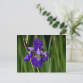 Briefkaart Siberian Iris (Staand voorkant)