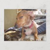 Briefkaart Side Eye Dog Meme (Voorkant)