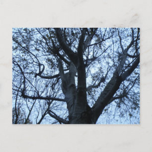 Briefkaart Silhouette-foto