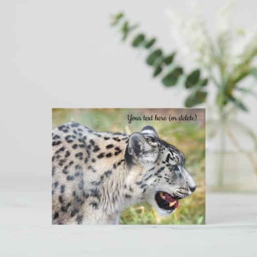Briefkaart Snow Leopard (Staand voorkant)