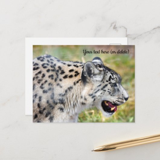 Briefkaart Snow Leopard (Voorkant / Achterkant in situ)