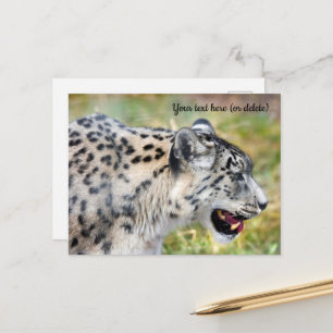 Briefkaart Snow Leopard