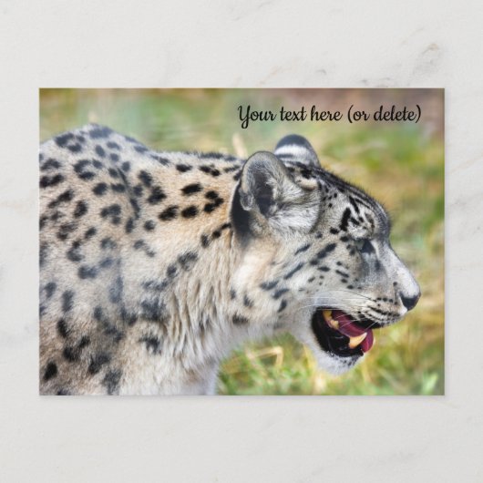Briefkaart Snow Leopard (Voorkant)