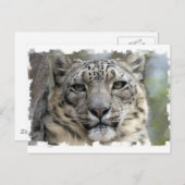 Briefkaart Snow Leopard (Voorkant / Achterkant)