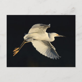 Briefkaart - Snowy egret flyby