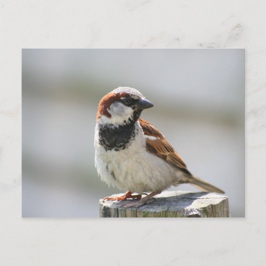 Briefkaart: Sparrow Briefkaart (Voorkant)