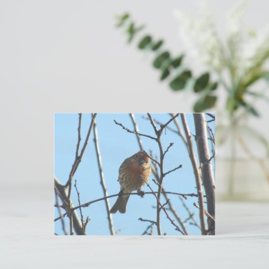 Briefkaart - Sparrow in Tree (Staand voorkant)