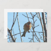 Briefkaart - Sparrow in Tree (Voorkant / Achterkant)